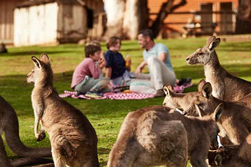 Bonorong Wildlife Sanctuary Tickets | Family-Friendly Wildlife Experience Near Hobart - JTR Holidays