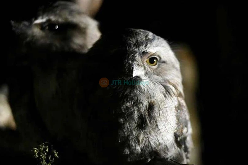 Bonorong Wildlife Sanctuary - Australia - Image 8 of 8
