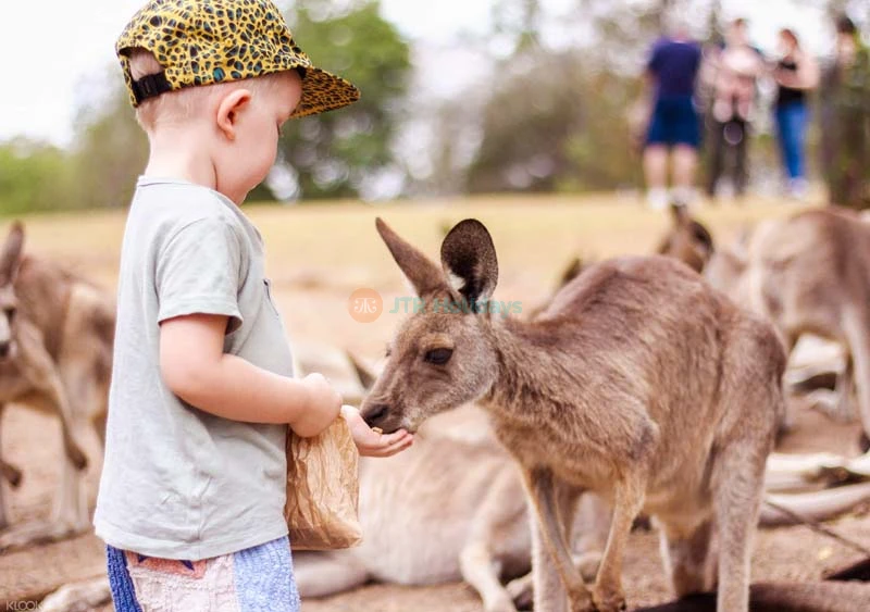 Lone Pine Koala Sanctuary - Brisbane