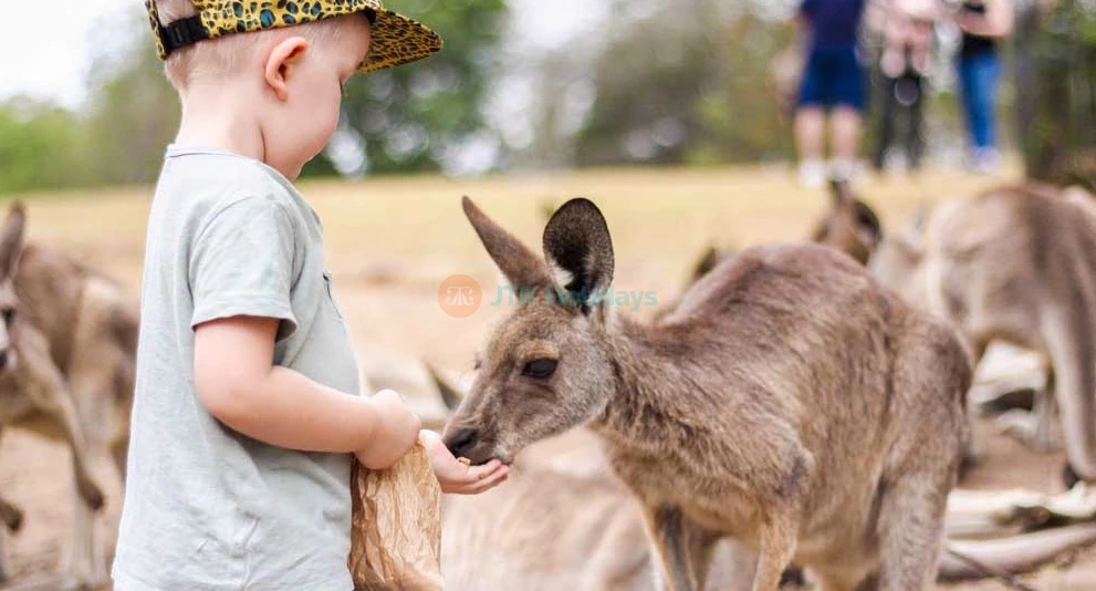 Lone Pine Koala Sanctuary Tickets - Explore Australia's Wildlife - JTR Holidays - Image 1 of 5