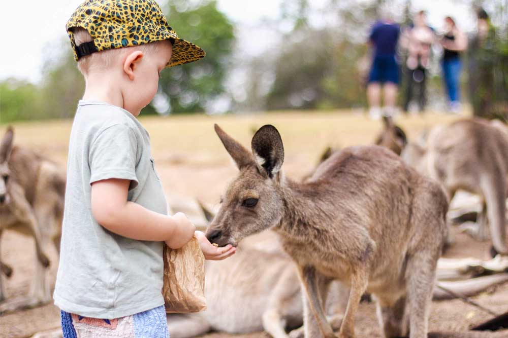 Lone Pine Koala Sanctuary - Brisbane - Discover Lone Pine Koala Sanctuary, the world's first and largest koala sanctuary, home to over 100 koalas and 70 native Australian animal species. Enjoy wildlife encounters, daily shows, and the new saltwater crocodile exhibit. Perfect for families and nature lovers! Lone Pine Koala Sanctuary - Brisbane - Image 1 of 5