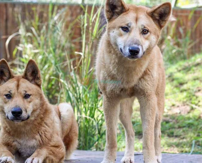 Lone Pine Koala Sanctuary Tickets - Explore Australia's Wildlife - JTR Holidays - Image 2 of 5