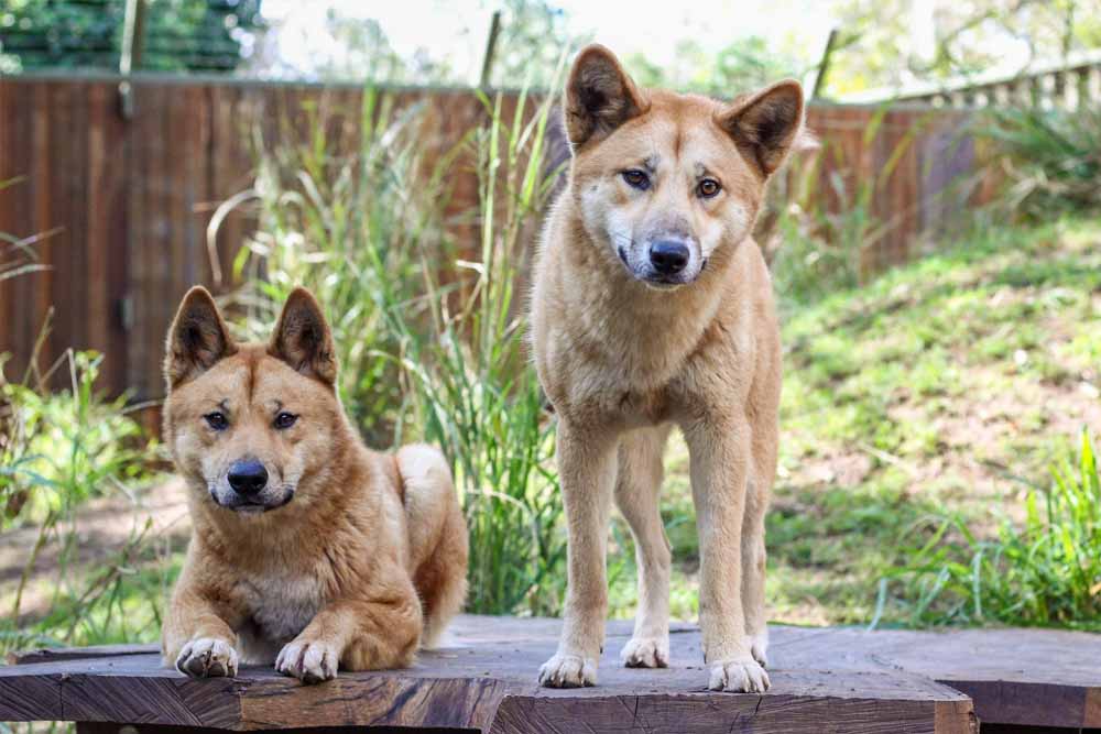 Lone Pine Koala Sanctuary - Brisbane - Image 2 of 5