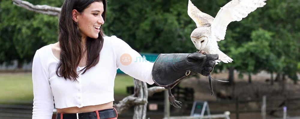 孤松考拉保护区 - 布里斯班 - Image 3 of 13