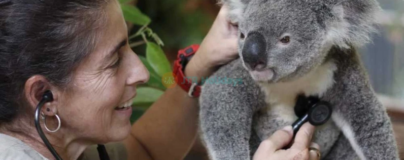 Lone Pine Koala Sanctuary - Brisbane - Discover Lone Pine Koala Sanctuary, the world's first and largest koala sanctuary, home to over 100 koalas and 70 native Australian animal species. Enjoy wildlife encounters, daily shows, and the new saltwater crocodile exhibit. Perfect for families and nature lovers! Lone Pine Koala Sanctuary - Brisbane - Image 4 of 5
