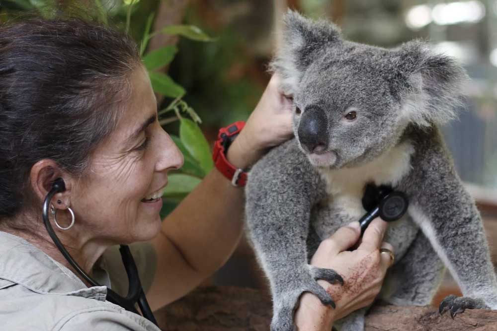 Lone Pine Koala Sanctuary - Brisbane - Image 4 of 13
