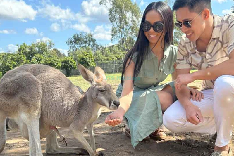 Lone Pine Koala Sanctuary Tickets - Explore Australia's Wildlife - JTR Holidays - Image 6 of 13