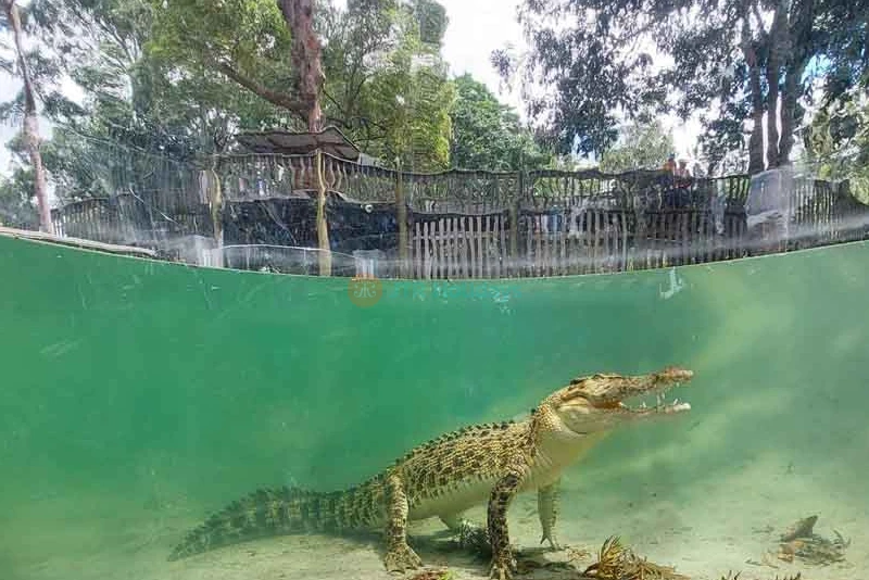 Lone Pine Koala Sanctuary Tickets - Explore Australia's Wildlife - JTR Holidays - Image 11 of 13