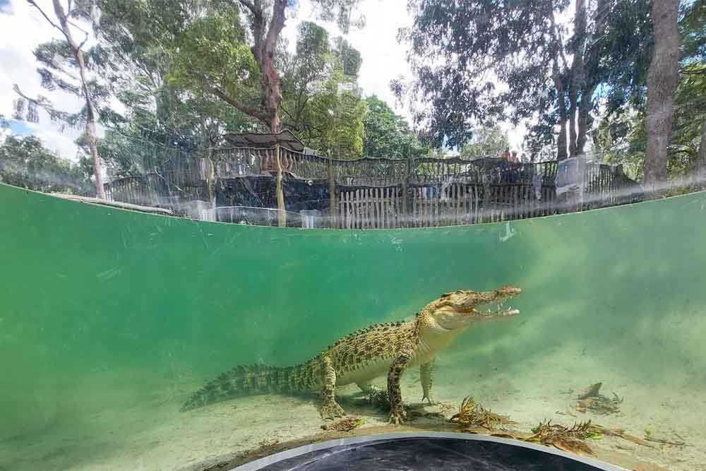 Lone Pine Koala Sanctuary - Brisbane - Image 11 of 13