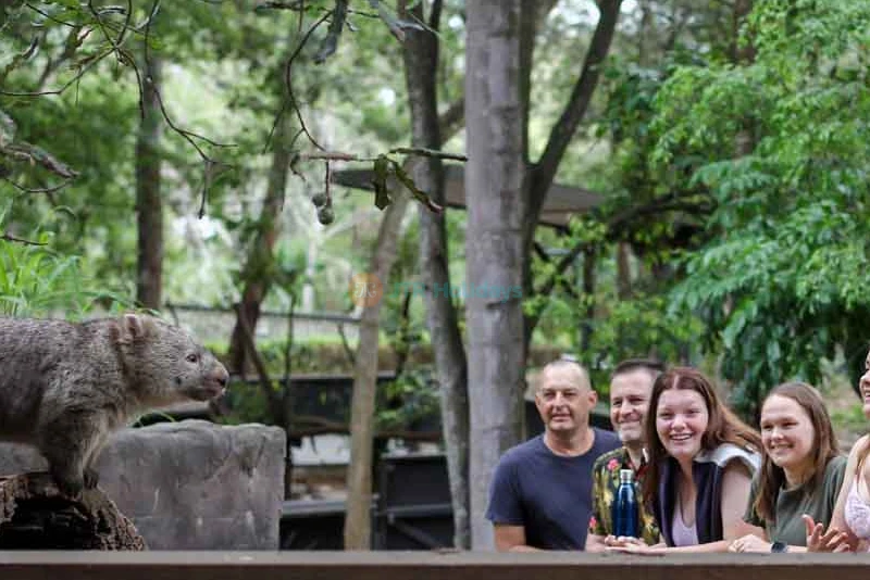 Lone Pine Koala Sanctuary Tickets - Explore Australia's Wildlife - JTR Holidays - Image 12 of 13