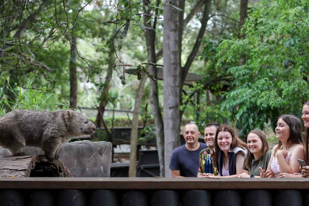 Lone Pine Koala Sanctuary - Brisbane - Image 12 of 13