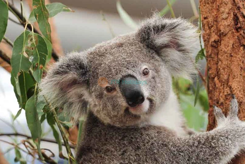 Lone Pine Koala Sanctuary Tickets - Explore Australia's Wildlife - JTR Holidays - Image 13 of 13