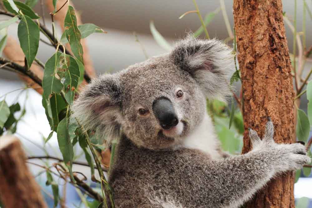 Lone Pine Koala Sanctuary - Brisbane - Image 13 of 13