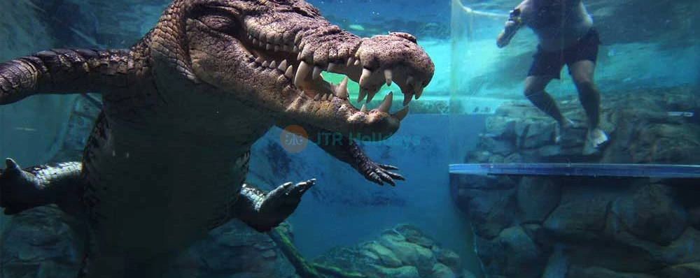 Crocosaurus Cove Darwin Ticket - Ultimate Wildlife Experience - JTR Holidays - Image 3 of 5