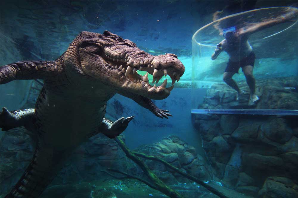 Crocosaurus Cove - Darwin - Image 3 of 7