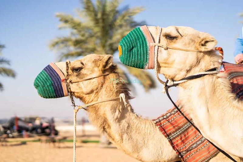 Hot Air Balloon Ride Dubai Ticket - Image 7 of 11