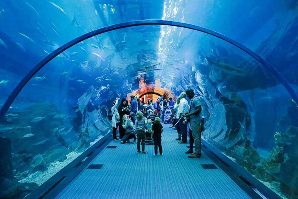 Dubai Aquarium and Underwater Zoo - Dubai Mall - Discover an aquatic wonderland at Dubai Mall’s Aquarium & Underwater Zoo, featuring the mesmerizing Penguin Cove! Stroll through a spectacular underwater tunnel, encounter sharks, rays, and colorful fish up close, and be enchanted by the playful penguins at Penguin Cove. Ideal for families and ocean enthusiasts, this unforgettable experience brings the magic of marine life to the heart of Dubai. Dubai Aquarium and Underwater Zoo - Dubai Mall - Image 1 of 5