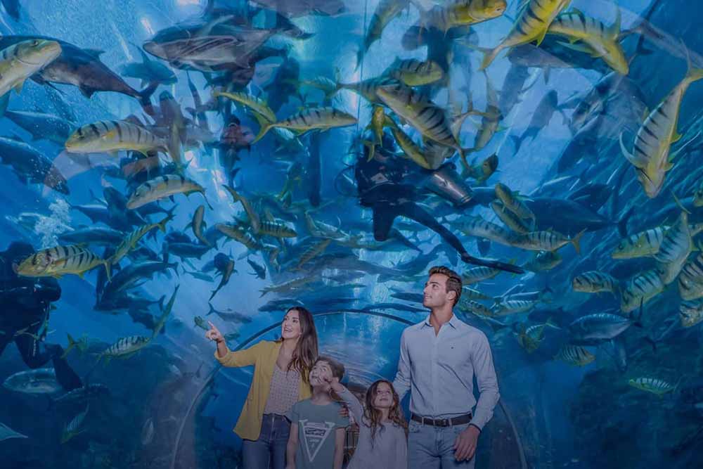 Dubai Aquarium and Underwater Zoo - Dubai Mall - Discover an aquatic wonderland at Dubai Mall’s Aquarium & Underwater Zoo, featuring the mesmerizing Penguin Cove! Stroll through a spectacular underwater tunnel, encounter sharks, rays, and colorful fish up close, and be enchanted by the playful penguins at Penguin Cove. Ideal for families and ocean enthusiasts, this unforgettable experience brings the magic of marine life to the heart of Dubai. Dubai Aquarium and Underwater Zoo - Dubai Mall - Image 2 of 5