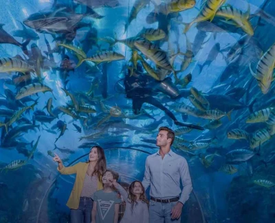 Dubai Aquarium and Underwater Zoo - Dubai Mall - Discover an aquatic wonderland at Dubai Mall’s Aquarium & Underwater Zoo, featuring the mesmerizing Penguin Cove! Stroll through a spectacular underwater tunnel, encounter sharks, rays, and colorful fish up close, and be enchanted by the playful penguins at Penguin Cove. Ideal for families and ocean enthusiasts, this unforgettable experience brings the magic of marine life to the heart of Dubai. Dubai Aquarium and Underwater Zoo - Dubai Mall - Image 2 of 5