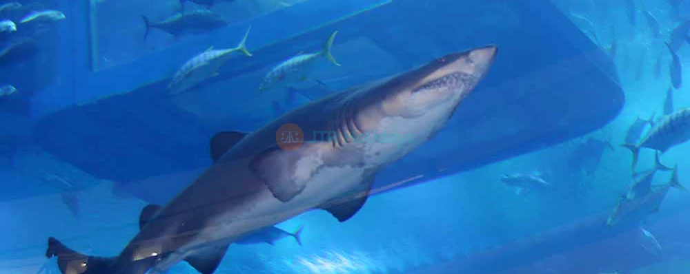 Dubai Mall Aquarium & Underwater Zoo | Explore Marine Wonders - JTR Holidays - Image 3 of 5