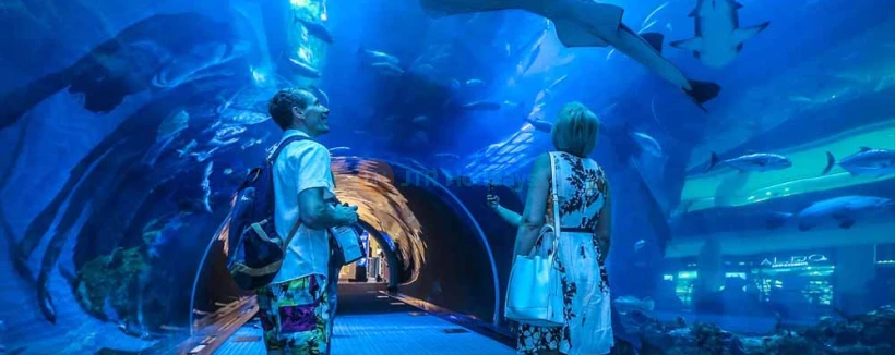 Dubai Aquarium and Underwater Zoo - Dubai Mall - Discover an aquatic wonderland at Dubai Mall’s Aquarium & Underwater Zoo, featuring the mesmerizing Penguin Cove! Stroll through a spectacular underwater tunnel, encounter sharks, rays, and colorful fish up close, and be enchanted by the playful penguins at Penguin Cove. Ideal for families and ocean enthusiasts, this unforgettable experience brings the magic of marine life to the heart of Dubai. Dubai Aquarium and Underwater Zoo - Dubai Mall - Image 4 of 5