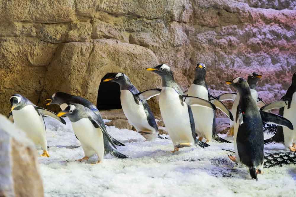 Dubai Aquarium Tickets | E-tickets for AED 150 |‎ 15 % Off - JTR Holidays