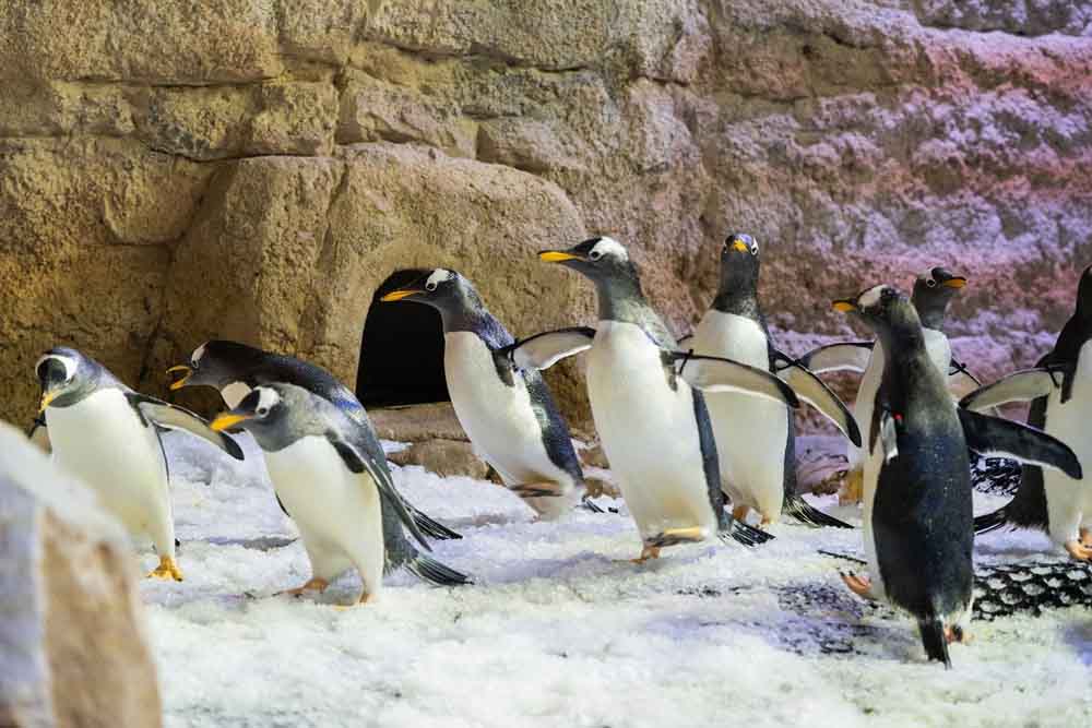 Dubai Aquarium and Underwater Zoo - Dubai Mall - Discover an aquatic wonderland at Dubai Mall’s Aquarium & Underwater Zoo, featuring the mesmerizing Penguin Cove! Stroll through a spectacular underwater tunnel, encounter sharks, rays, and colorful fish up close, and be enchanted by the playful penguins at Penguin Cove. Ideal for families and ocean enthusiasts, this unforgettable experience brings the magic of marine life to the heart of Dubai. Dubai Aquarium and Underwater Zoo - Dubai Mall - Image 5 of 5