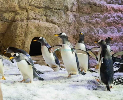 Dubai Aquarium and Underwater Zoo - Dubai Mall - Discover an aquatic wonderland at Dubai Mall’s Aquarium & Underwater Zoo, featuring the mesmerizing Penguin Cove! Stroll through a spectacular underwater tunnel, encounter sharks, rays, and colorful fish up close, and be enchanted by the playful penguins at Penguin Cove. Ideal for families and ocean enthusiasts, this unforgettable experience brings the magic of marine life to the heart of Dubai. Dubai Aquarium and Underwater Zoo - Dubai Mall - Image 5 of 5