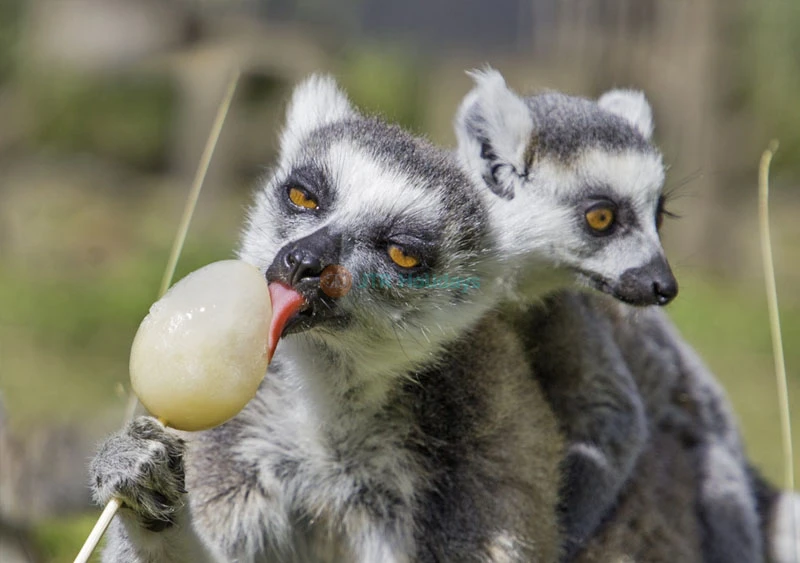 Thoiry ZooSafari - Skip The Line