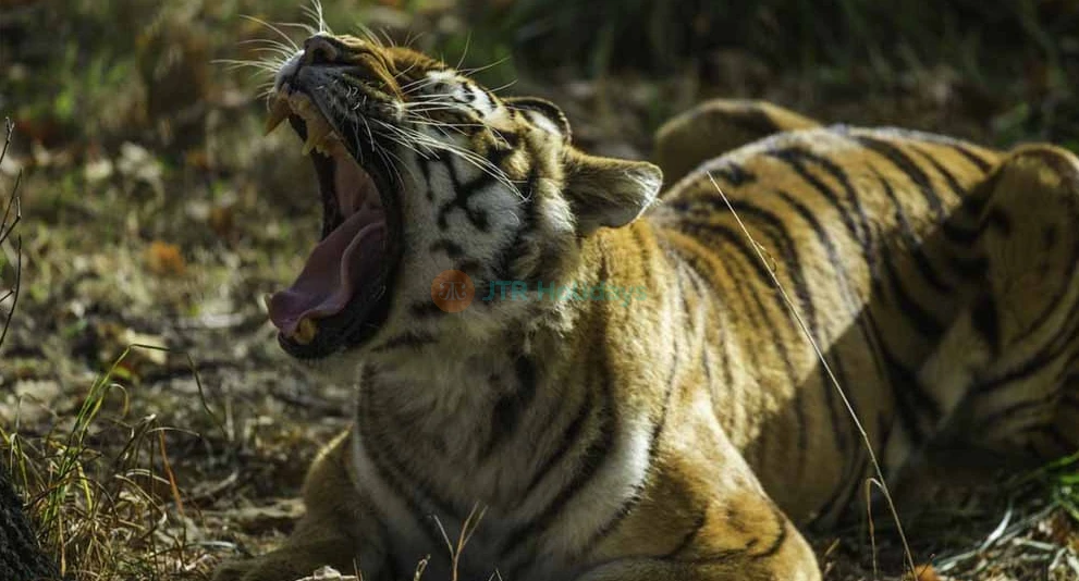 Thoiry ZooSafari | Safari Adventure & Wildlife Park Near Paris - JTR Holidays - Image 1 of 5