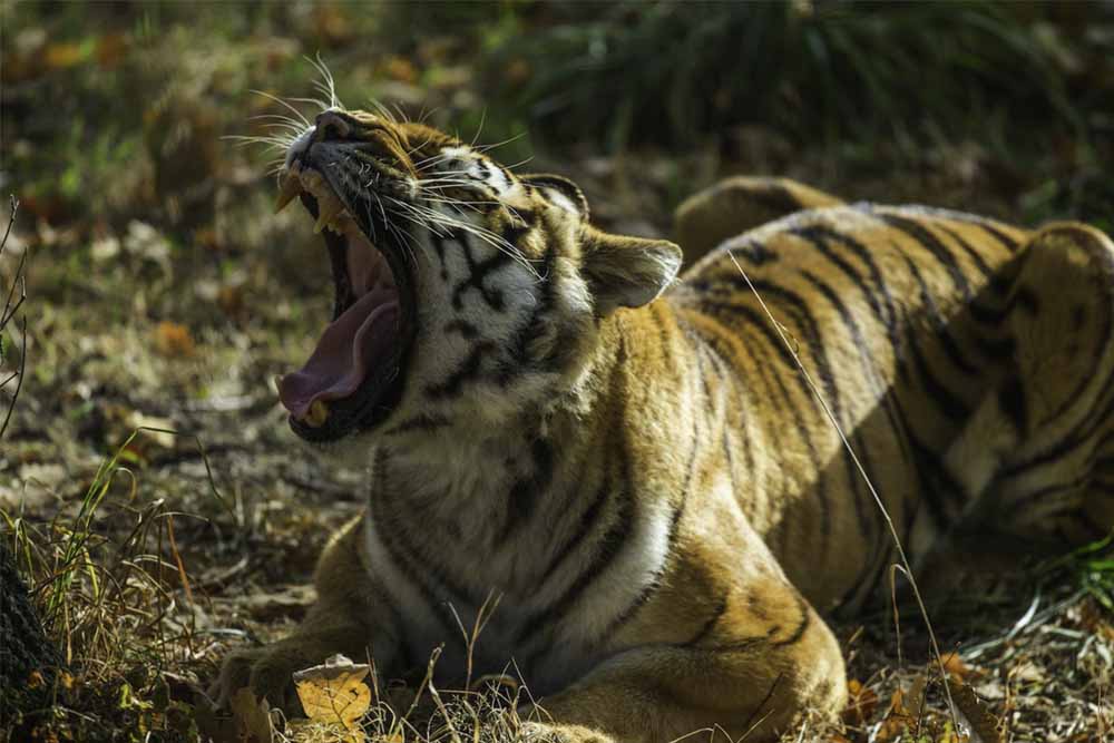 Thoiry ZooSafari - Skip The Line - Image 1 of 10