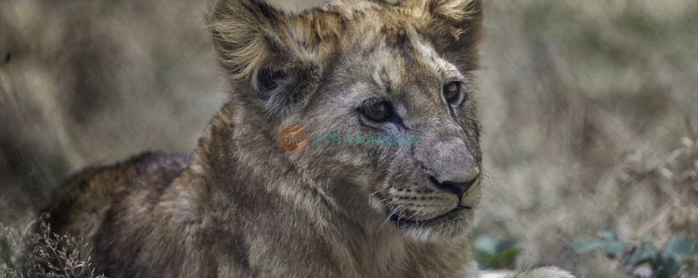 Thoiry ZooSafari | Safari Adventure & Wildlife Park Near Paris - JTR Holidays - Image 4 of 5