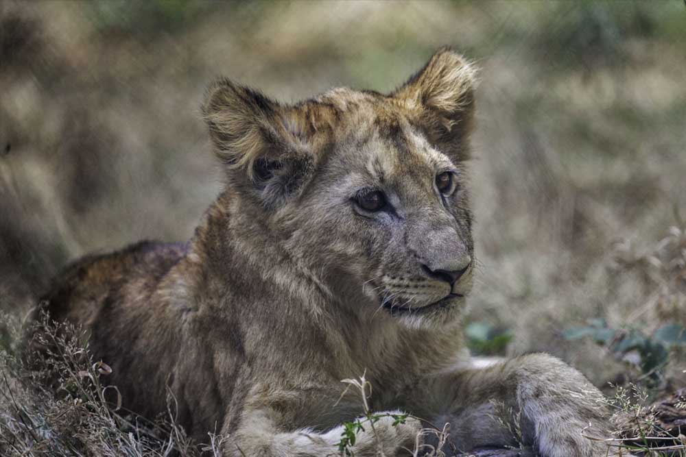 Thoiry ZooSafari - Skip The Line - Image 4 of 10