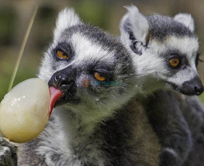 Thoiry ZooSafari | Safari Adventure & Wildlife Park Near Paris - JTR Holidays - Image 5 of 5