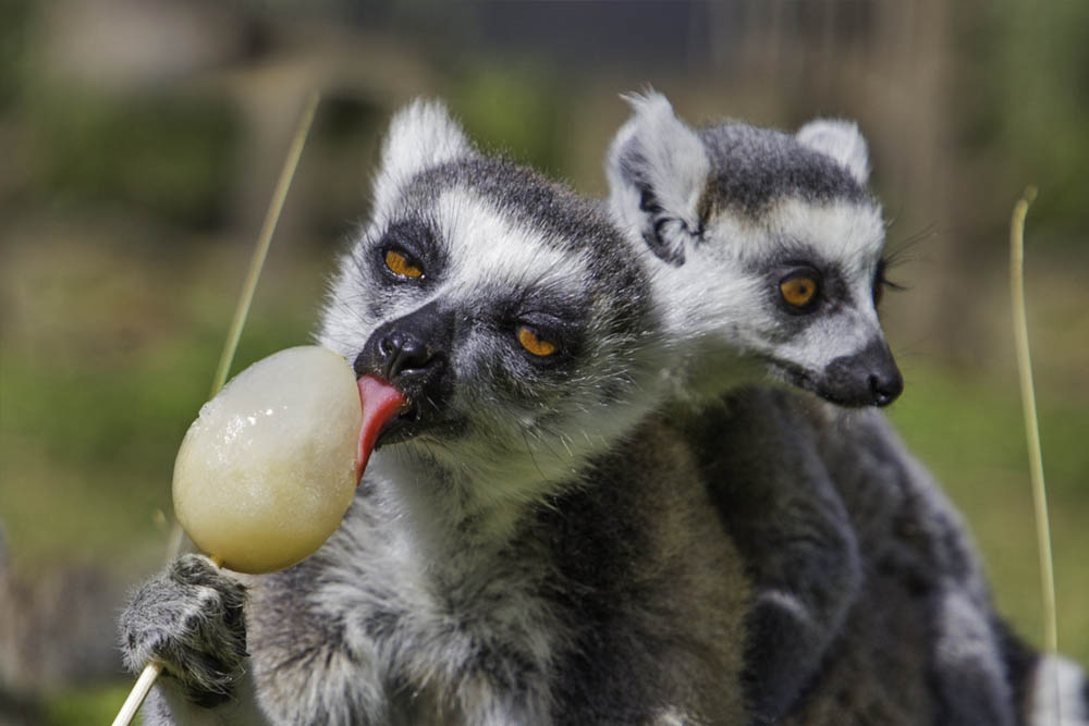 Thoiry ZooSafari - Skip The Line - Image 5 of 5