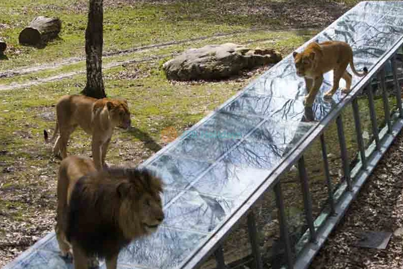 Thoiry ZooSafari | Safari Adventure & Wildlife Park Near Paris - JTR Holidays - Image 6 of 10