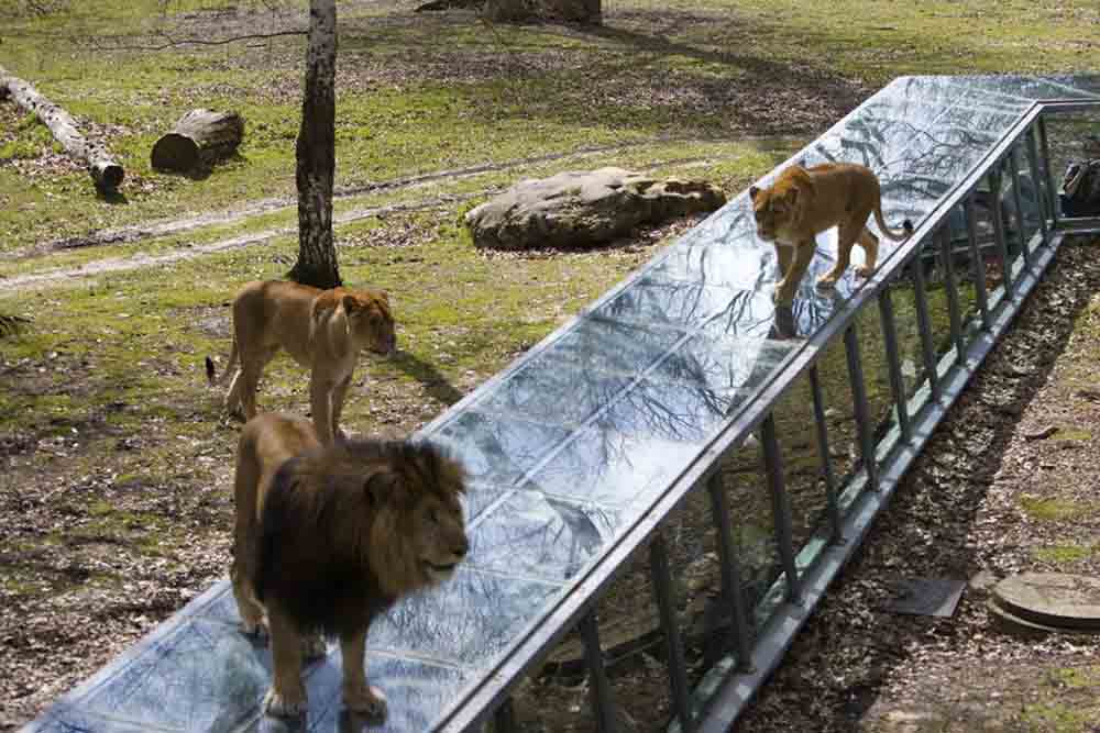 Thoiry ZooSafari - Skip The Line - Image 6 of 10