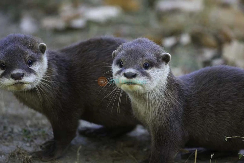 Thoiry ZooSafari | Safari Adventure & Wildlife Park Near Paris - JTR Holidays - Image 7 of 10