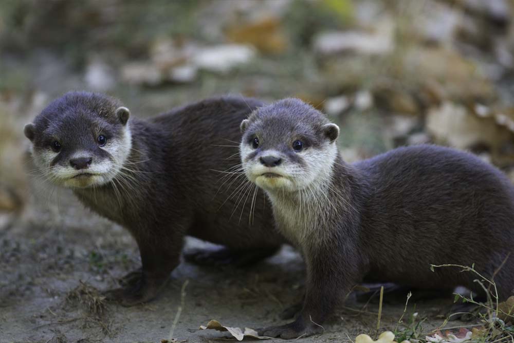 Thoiry ZooSafari - Skip The Line - Image 7 of 10