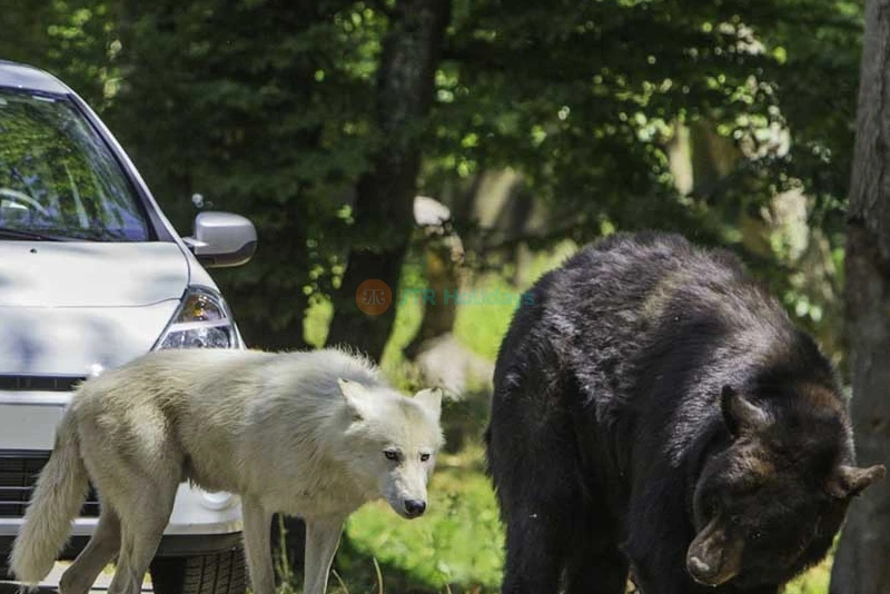 Thoiry ZooSafari | Safari Adventure & Wildlife Park Near Paris - JTR Holidays - Image 8 of 10