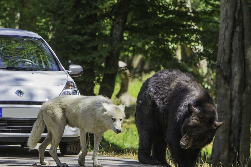 Thoiry ZooSafari - Skip The Line - Image 8 of 10
