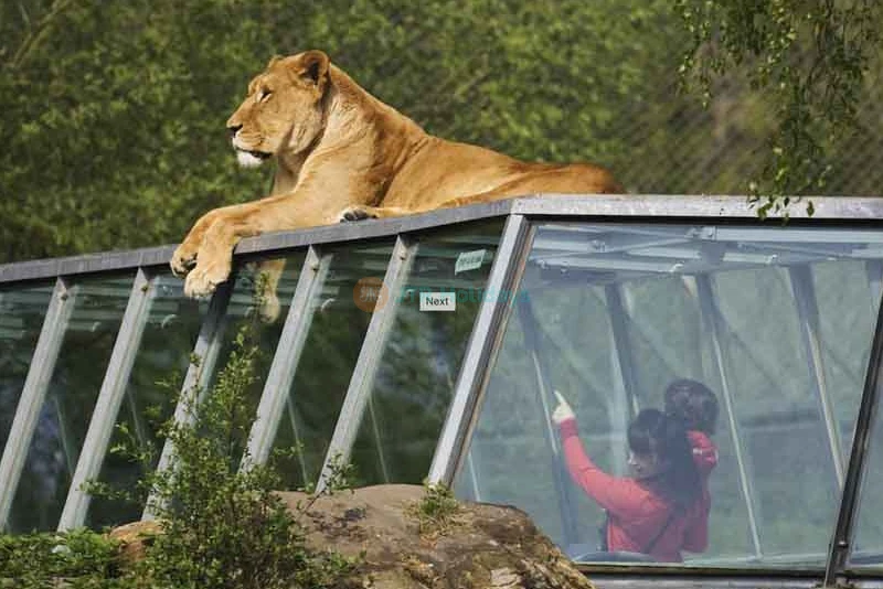 Thoiry ZooSafari | Safari Adventure & Wildlife Park Near Paris - JTR Holidays - Image 9 of 10