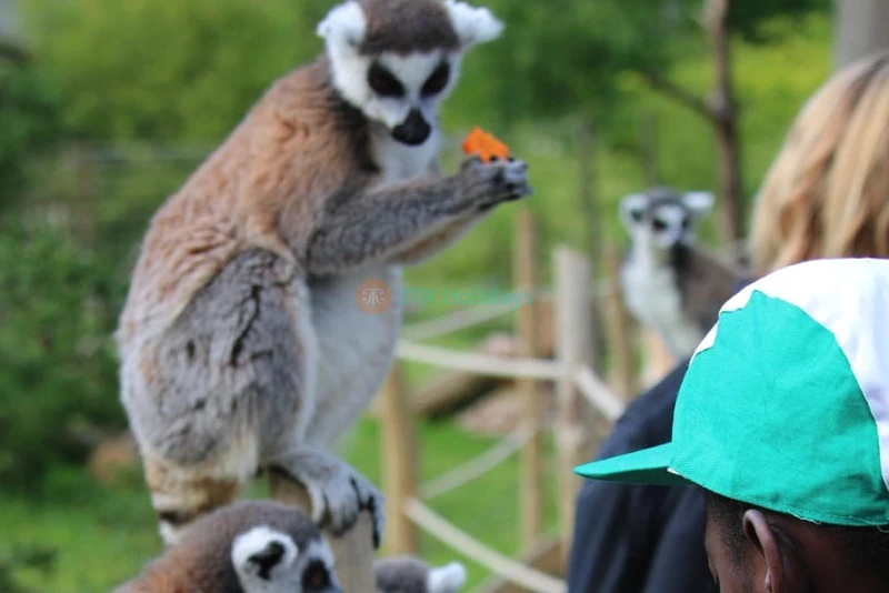 Thoiry ZooSafari | Safari Adventure & Wildlife Park Near Paris - JTR Holidays - Image 10 of 10