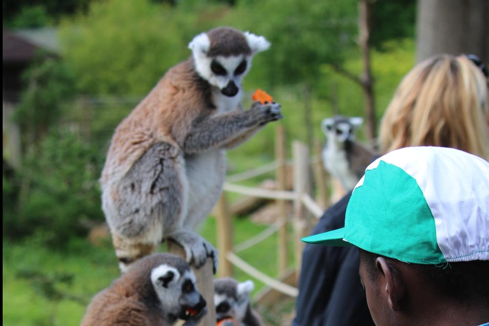 Thoiry ZooSafari - Skip The Line - Image 10 of 10