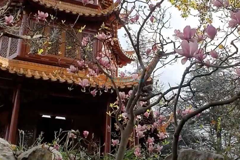 Chinese Garden of Friendship Sydney Tickets | Book Your Visit Today - JTR Holidays