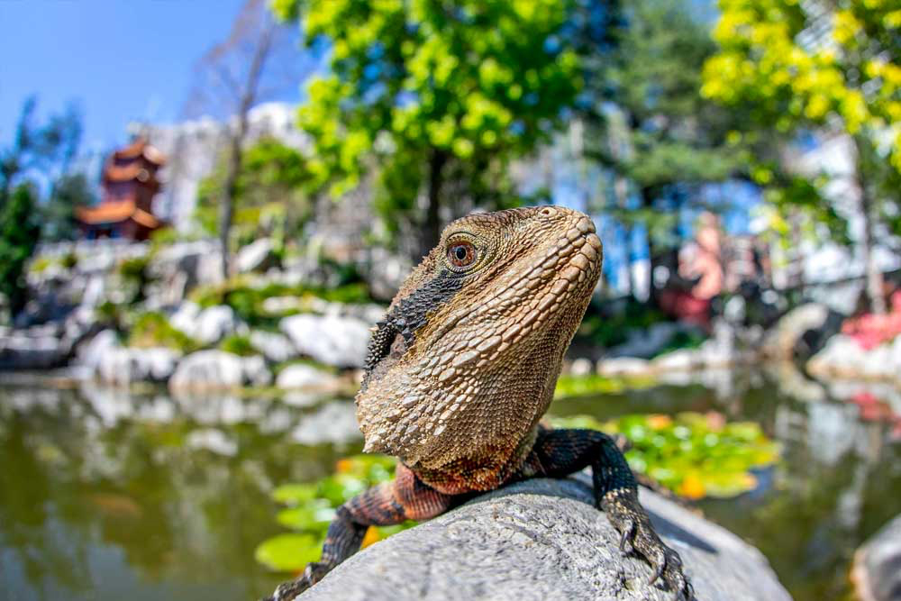 Chinese Garden of Friendship Sydney Ticket - Image 4 of 5