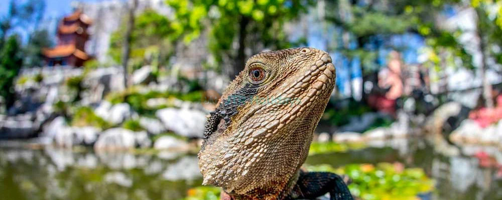 Chinese Garden of Friendship Sydney Ticket - Image 4 of 5