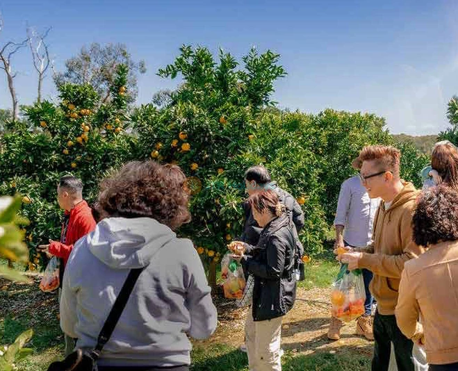 1-Hour Melbourne's Yarra Valley Orchard Tour | Fruit Picking Adventure - JTR Holidays - Image 2 of 5