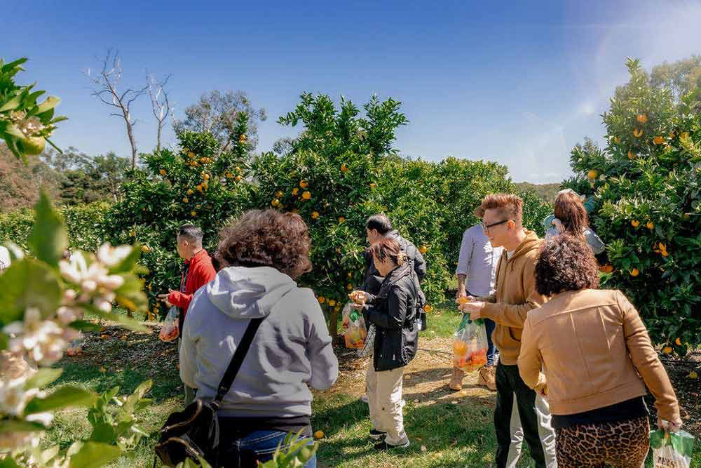 Melbourne's Yarra Valley Orchard Tour - Image 2 sur 5