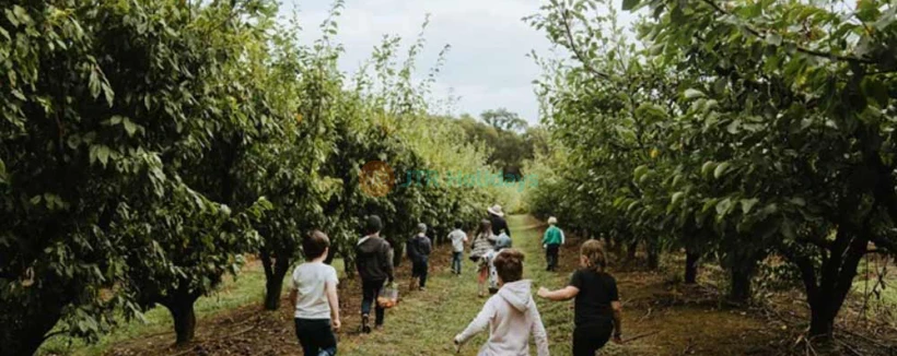 Melbourne's Yarra Valley Orchard Tour - Embark on the 1-Hour Melbourne's Yarra Valley Orchard Tour for a memorable fruit-picking adventure. Explore the beautiful orchards, taste fresh, tree-ripened fruits, and pick up to 10 different varieties every day. Experience a unique farm tour with unlimited fruit tasting, learn about sustainable farming practices, and enjoy the scenic beauty of the Yarra Valley. This family-friendly orchard tour is the perfect way to immerse yourself in nature and enjoy the best of Melbourne's countryside. Melbourne's Yarra Valley Orchard Tour - Image 4 of 5